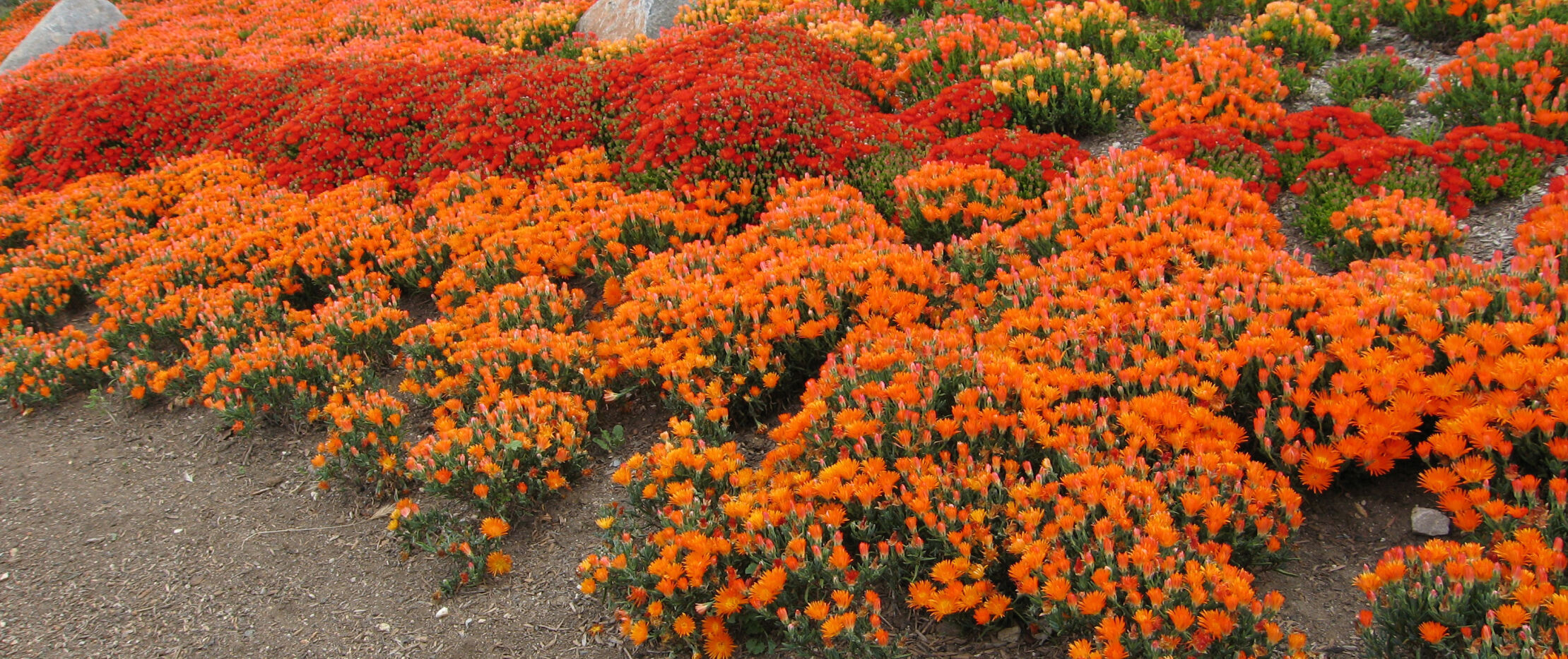 by miheco via flickr.jpg